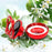 Solar Car Air Freshener